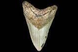 Fossil Megalodon Tooth - North Carolina #109544-1